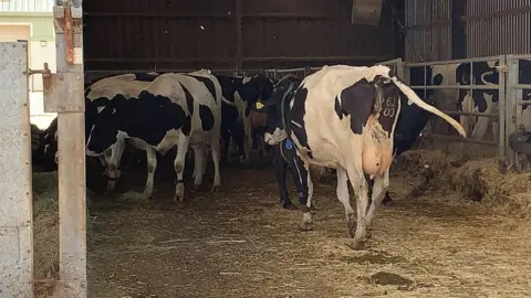 Cows at Gelli Aur