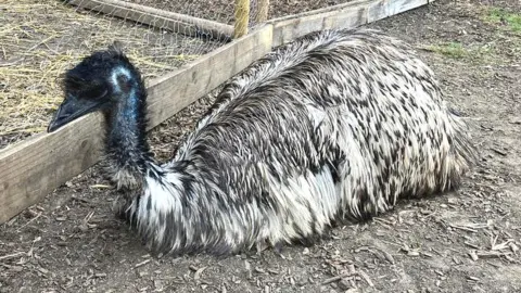 BBC Emu at Malmesbury Animal Sanctuary