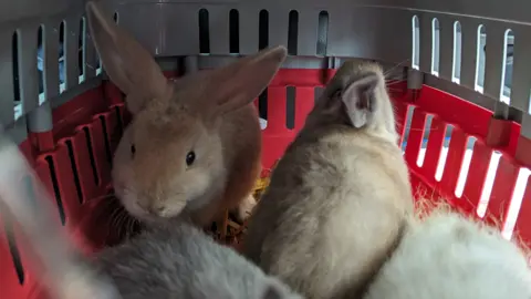 RSPCA Rabbits in a box