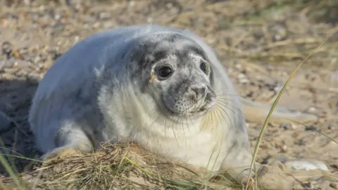 National Trust / Ian Ward A grey seal pup on Blakeney Point