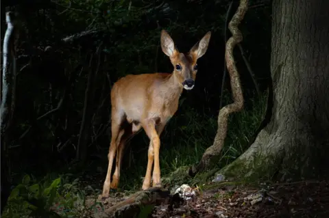 Ola Maddams A young deer in the woods in England