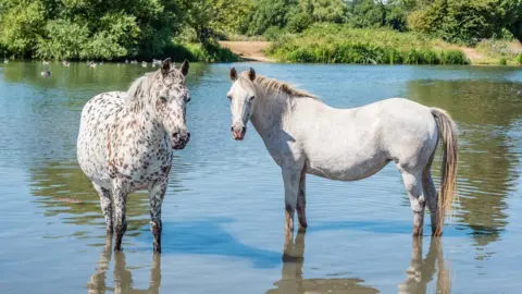 Anthony Morris Horses trying to keep cool at Port Meadow