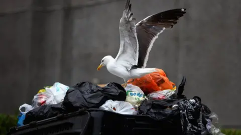 Getty Images Seagull in the bin