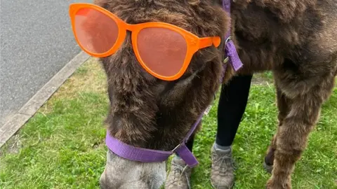 Scotty’s Donkeys & Animal Park One of the donkeys