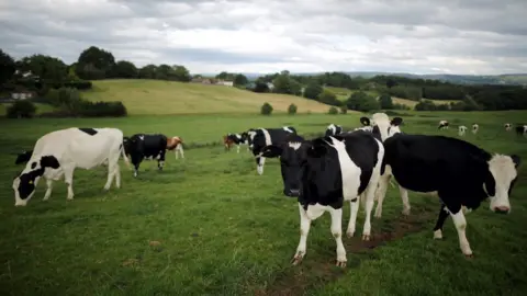 Christopher Furlong/GETTY IMAGES Badgers and cattle both suffer from the same strain of TB