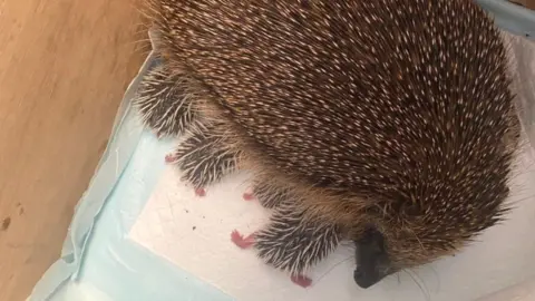 Mother hedgehog with babies