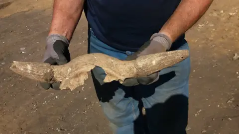 Suffolk County Council  Cattle skull excavated from the boundary ditch