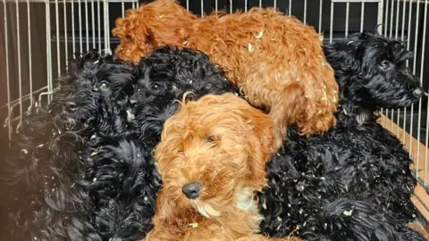 RSPCA Puppies in a cage