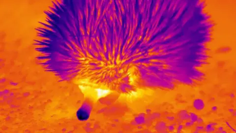 Curtin University A thermal image of an echidna