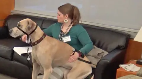 Therapy dogs, Washington State