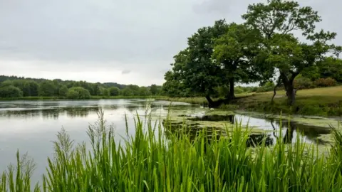 @andrew_martin_photography Greenery surrounding the lake at Sutton Park
