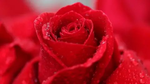 Reuters Flower - rose