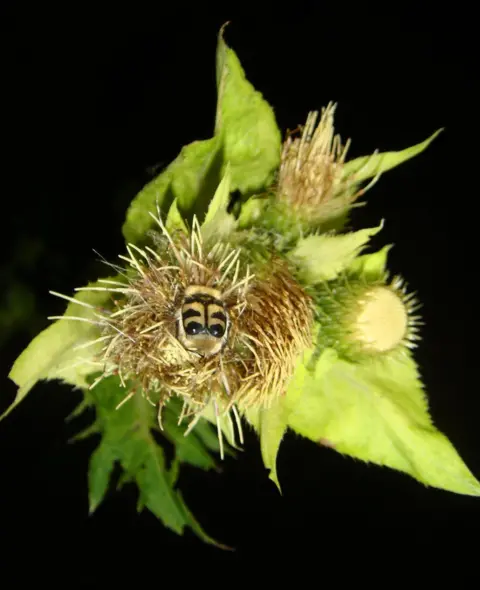 Eva Knop Beetle actively moving on cabbage thistle at night