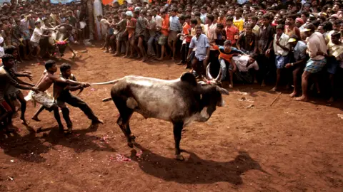 J Suresh Contestants trying to tame a bull by holding its tail in Tamil Nadu (file photo)