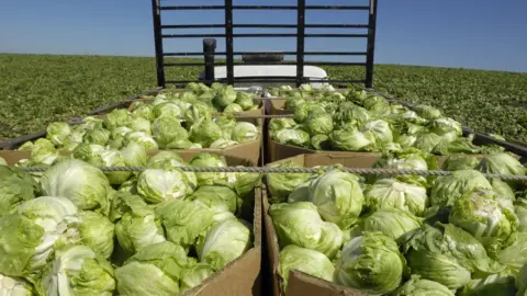 Getty Images iceberg lettuces being transported form field