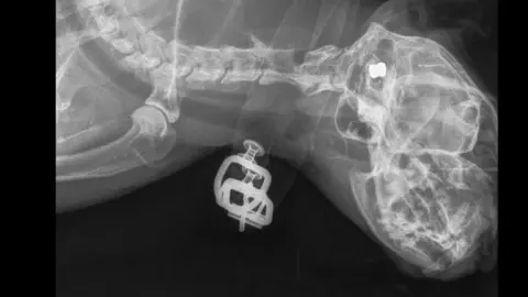 RSPCA X-ray