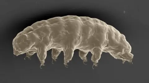 AFP/Getty Images A tardigrade
