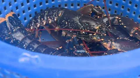 Bucket of lobsters