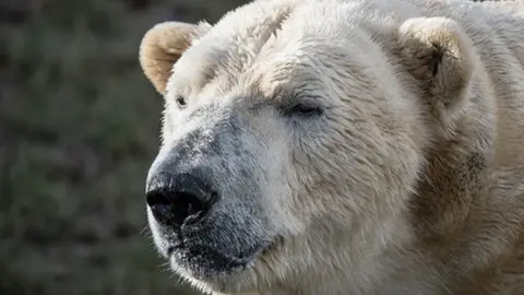 Yorkshire Wildlife Park Victor the polar bear