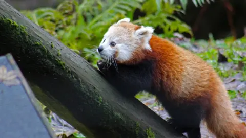 Belfast Zoo Amber the red panda is back in the zoo after her brief escape