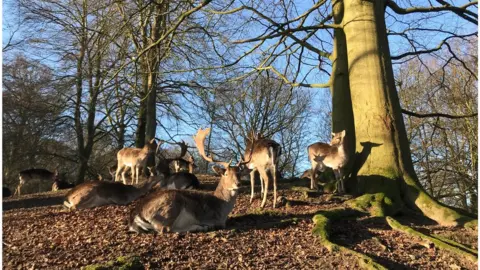 Graeme Shannon Fallow deer in St Asaph