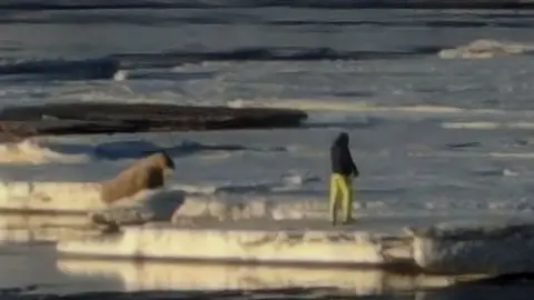 Man seen approaching a walrus on an ice floe