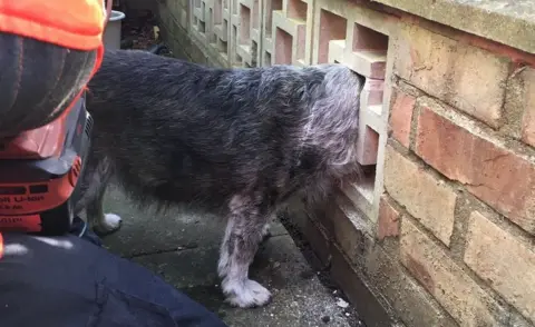 Cambs Fire and Rescue Dog stuck in wall
