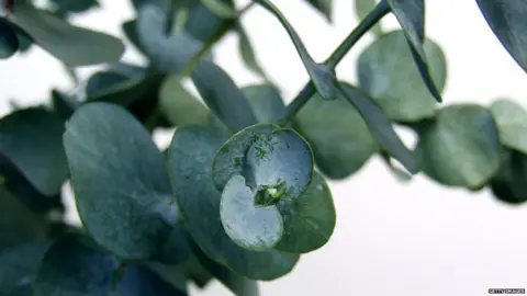 Getty Images Eucalyptus leaves.