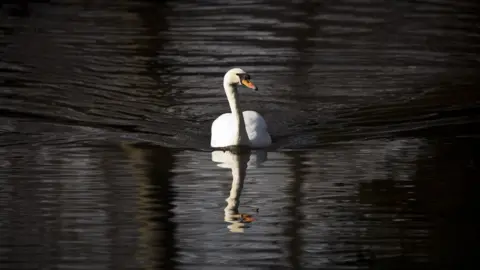 Getty Images Mute swan