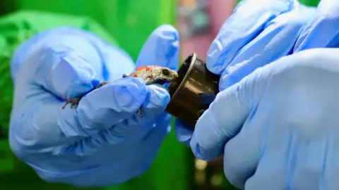 Gloved hands holding a very small, red and blue frog