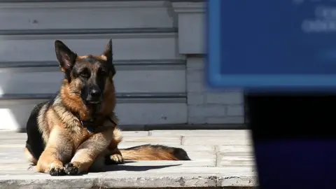 Getty Images Joe Biden's dog, Champ, lays down on 10 May, 2012