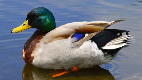 Getty Images A duck