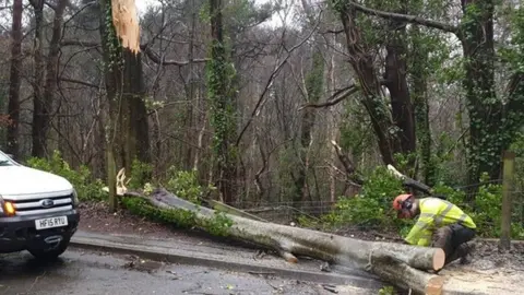 Dorset Council Fallen tree Wareham Road in Corfe Mullen