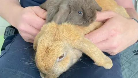 Two rabbits