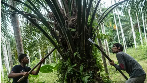 Getty Images Acehnese workers harvest palm oil fruits at a palm oil plantation area in Kuta Makmur, North Aceh Regency
