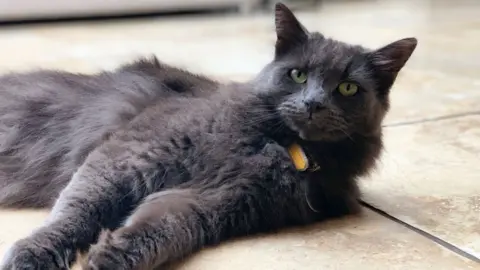 Chris Unitt Leo the cat