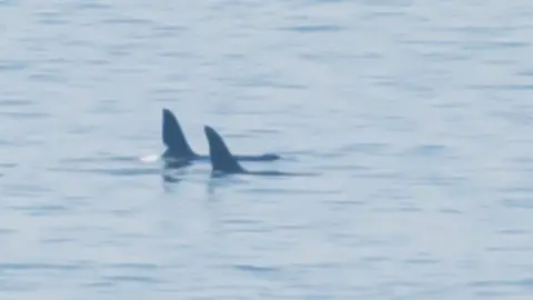 Laura Kudelska Orca John Coe, left, with another orca