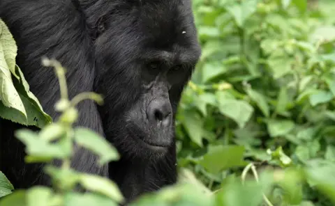 BBC Mountain gorilla