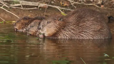 Devon Wildlife Trust Beavers