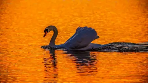 Bob Smart/BBC Weather Watchers Swan in sunset