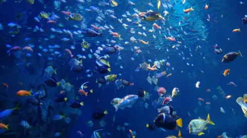 NMA National Marine Aquarium