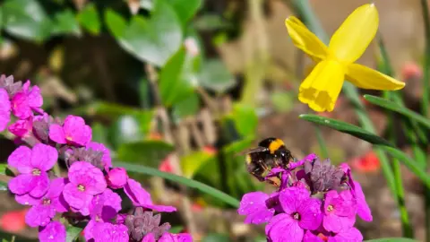 BBC Weather Weather / Figaro Bee on a flower in Wallsend