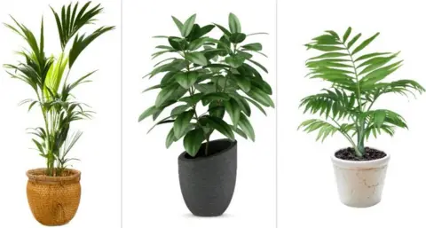 Getty Images That's more like it - happy house plants