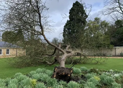 Samuel Brockington Cambridge University's felled "Newton's apple tree"