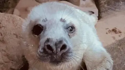 GSPCA Ellie the seal pup