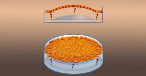 Newcastle University, UK Illustration from video of growth of corneal cells