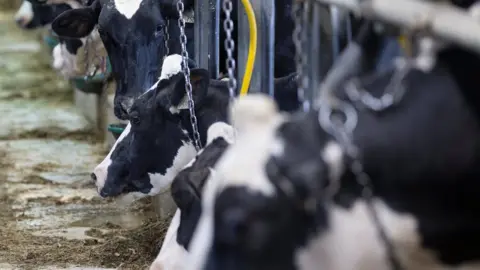 Reuters Dairy cows are seen on a farm in Saint-Valerien-de-Milton, Quebec