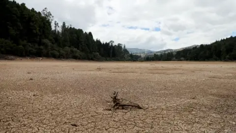 Reuters Wood in a dry lake bed