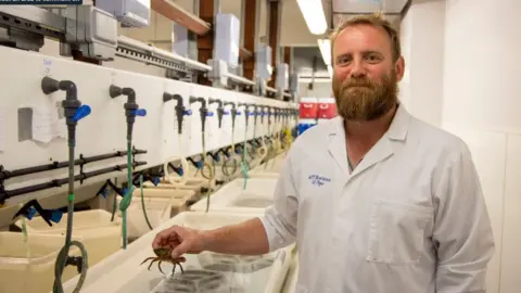 Swansea University Dr Ed Pope and one of the crabs