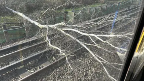 Tree falls on Piccadilly line between Cockfosters and Oakwood